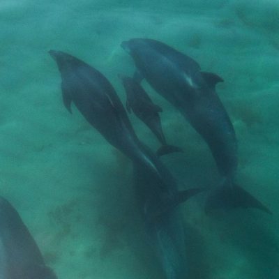 Dolphin Watching - Trip aboard the Sailboat Catamarã - O Esperança, discovering the Sado dolphin community, through the...